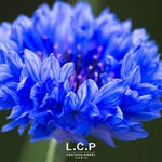L.C.P Professionnel Essentials Démaquillant Yeux à l’Eau Florale de Bleuet 500ml