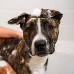 Unite Hair DOGGY 'POO Havermout & Arganolie Hondenshampoo 473ml